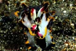 Flamboyant cuttlefish by Wei-Lun Hsieh 